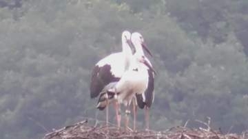 まんのう町で4月にふ化したコウノトリ3羽　愛称決まる　香川