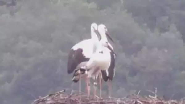 まんのう町で4月にふ化したコウノトリ3羽　愛称決まる　香川