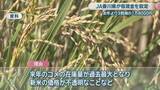 「JA香川県　県産コシヒカリの仮渡金を前年より3割減の1万8000円に　農家から不安の声」の画像1