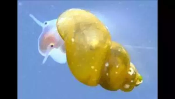 「岡山大学の貝類分類のエキスパート福田宏准教授　未知の貝の「顔」見て正体突き止める」の画像