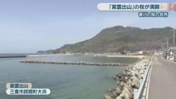 桜の名所・紫雲出山で約1000本の桜が満開　観光客らが花見を楽しむ　香川・三豊市