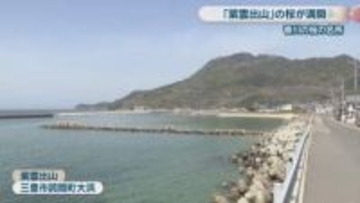 桜の名所・紫雲出山で約1000本の桜が満開　観光客らが花見を楽しむ　香川・三豊市