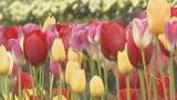 「レオマリゾートでチューリップが見頃　約60種、7万本が一面に　12日までチューリップ祭も　香川・丸亀市」の画像1
