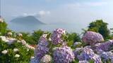 「アジサイの開花予想　岡山・高松で6月1日～7日で平年より早いか　ウェザーニューズ」の画像1