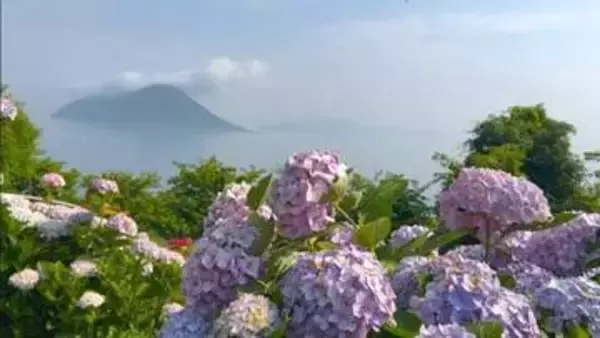 アジサイの開花予想　岡山・高松で6月1日～7日で平年より早いか　ウェザーニューズ
