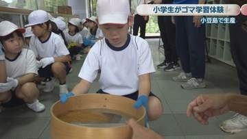 小豆島の小学生が地元産のゴマについて学ぶ　束から種を落とす作業などを体験　香川
