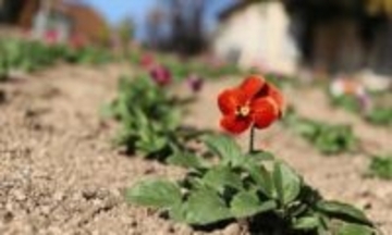 ビオラ・パンジー約5000株が冬の園内彩る　おかやまフォレストパーク ドイツの森　岡山・赤磐市