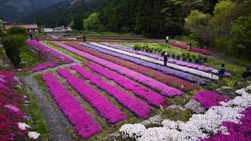 約1万7500株のシバザクラが見頃　岡山・西粟倉村