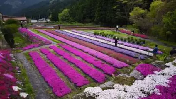約1万7500株のシバザクラが見頃　岡山・西粟倉村