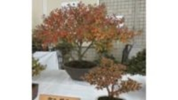 「秋の岡山さつき展」12月2、3日　岡山市役所で開催