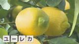 「緑と黄色の違いは？旬はいつ？　「レモン農家」に聞いてみた【みんなのハテナ】」の画像1
