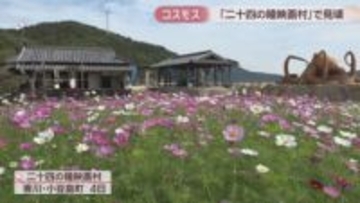 小豆島の二十四の瞳映画村で約5万本のコスモスが見頃　香川