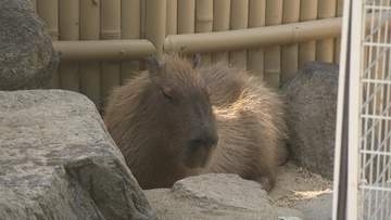 動物も人間も…　熱中症に気をつけて　啓発イベント開く　岡山