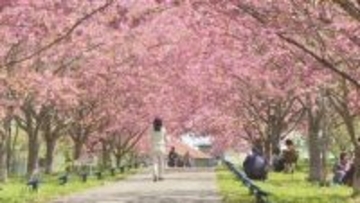 まだ桜が楽しめる！　新見市の羅生門さくら公園で「カンザン」が見ごろ　黄色や黄緑色の桜も　岡山