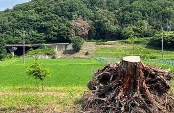 香川県産ヒノキの根から採ったオイルの香り　睡眠時のデルタ波が増加　女性の自宅実験で　九州大と高松の住宅メーカーが発表