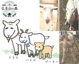 「癒やしと交流の場　マイクロヤギが仲間入りでヤギ3匹に　高松市・仏生山の森」の画像1