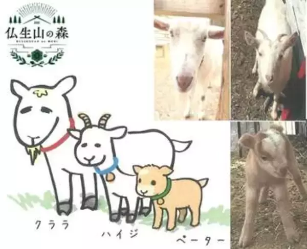 癒やしと交流の場　マイクロヤギが仲間入りでヤギ3匹に　高松市・仏生山の森