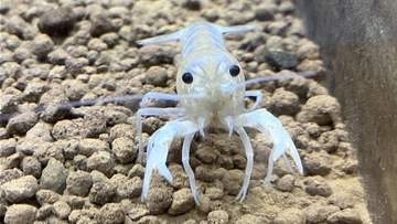 なんと〝白いアメリカザリガニ　岡山市の用水路で見つかる　サイピアで展示も…10月24日に死ぬ　岡山