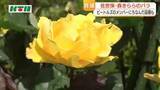 「250種類900株のバラが咲き誇る「春のローズフェスティバル」有名人にちなんだ名前も　森きららで5月17日まで」の画像1