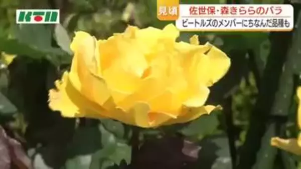250種類900株のバラが咲き誇る「春のローズフェスティバル」有名人にちなんだ名前も　森きららで5月17日まで