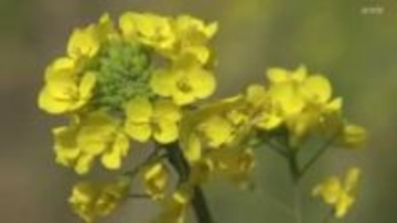 ダム工事現場に咲く春の花「菜の花」川辺を彩る 約6年後の完成後はダムに沈み、変わりゆく景色…