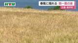 「長崎県五島市で春風に揺れる大麦畑」の画像1