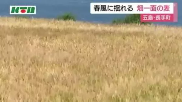 長崎県五島市で春風に揺れる大麦畑