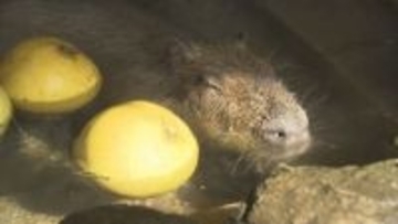 冬至に「ざぼん湯」で冬気分のカピバラ お腹も満たしてご満悦 長風呂が趣味の「くりーむ」が風呂を独占