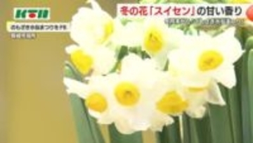 軍艦島のぞむ丘に1千万本のスイセン 生産者が「のもざき水仙まつり」をPR 1月末から開催へ