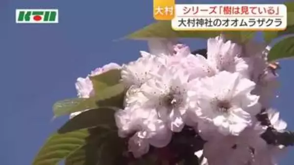 200枚もの花びらが重なり合い…国の天然記念物「オオムラザクラ」発色、グラデーションも美しく　シリーズ「樹は見ている」第2回