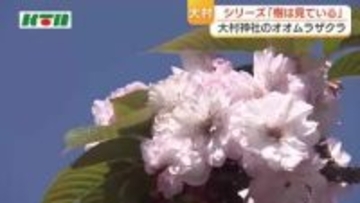 200枚もの花びらが重なり合い…国の天然記念物「オオムラザクラ」発色、グラデーションも美しく　シリーズ「樹は見ている」第2回