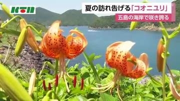 五島の「コオニユリ」8月ごろまで楽しめる