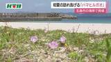 「長崎県五島市　初夏の訪れ告げる「ハマヒルガオ」」の画像1