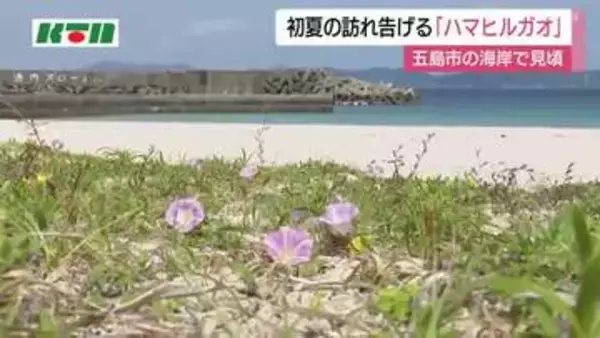 長崎県五島市　初夏の訪れ告げる「ハマヒルガオ」