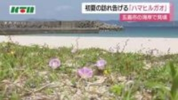 長崎県五島市　初夏の訪れ告げる「ハマヒルガオ」