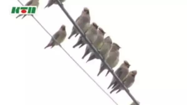 珍しい冬の渡り鳥「ヒレンジャク」 越冬の地・五島で羽休める 野鳥関係者は「見つけるとうれしい」