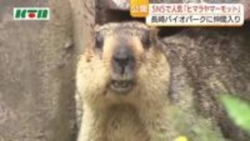 国内動物園での公開は初！「ヒマラヤマーモット」が長崎バイオパークに仲間入り　愛らしい見た目で大人気