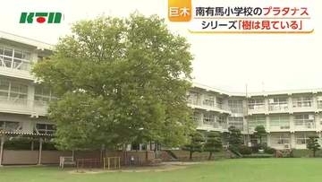 【シリーズ樹】児童たちを見守る　長崎県・南有馬小学校のプラタナス　「スズカケの木」とも