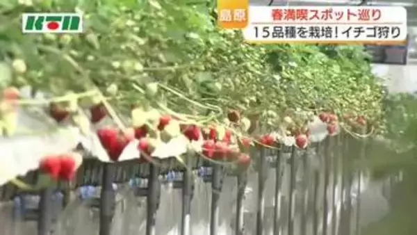 イチゴ狩りに季節の花の絶景スポットも　大型連休も楽しめる！島原で春満喫スポット巡り