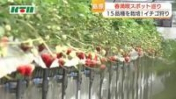 イチゴ狩りに季節の花の絶景スポットも　大型連休も楽しめる！島原で春満喫スポット巡り