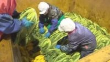 五島で高菜の収穫と加工の最盛期　ウコンと塩に漬けて完成するのは半年後