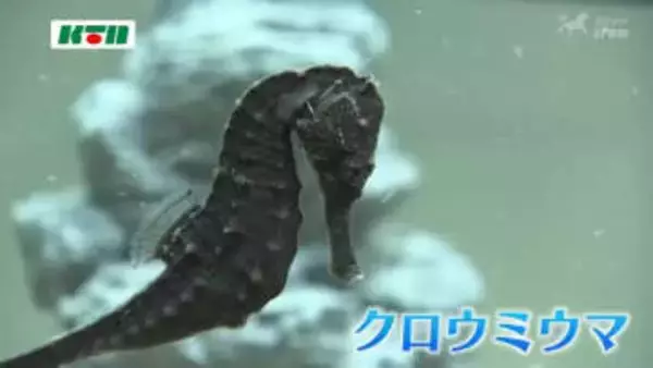 新年が「ウマく」いくように…長崎ペンギン水族館で干支にちなんだ海の生き物展示