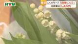 「花言葉は「しあわせ」　ANA客室乗務員がスズランを入院患者にプレゼント　1956年から続く取り組み」の画像1