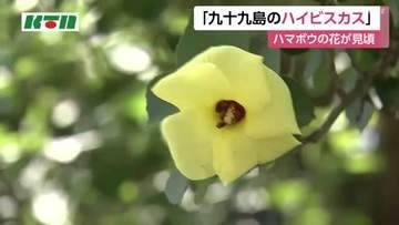 「九十九島のハイビスカス」　鮮やかな黄色い花・ハマボウが長崎県佐世保市で見頃