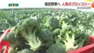 半世紀ぶりの「指定野菜」に追加 全国7位の出荷量で「いいブロッコリーの日」は売り場も賑わい