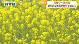 「花言葉は「小さな幸せ」菜の花が見頃　鮮やかな黄色い花が気持ちを明るく　国道の川沿いに50ｍほどにわたり咲く」の画像1