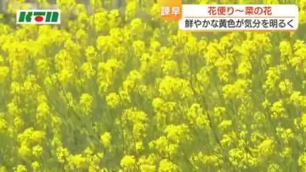 花言葉は「小さな幸せ」菜の花が見頃　鮮やかな黄色い花が気持ちを明るく　国道の川沿いに50ｍほどにわたり咲く