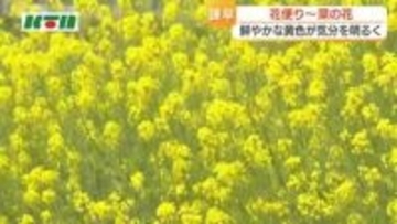 花言葉は「小さな幸せ」菜の花が見頃　鮮やかな黄色い花が気持ちを明るく　国道の川沿いに50ｍほどにわたり咲く