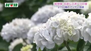 「どこを見てもきれい」　佐世保・えぼしスポーツの里でアジサイが見頃