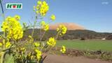 「五島列島に早くも春の訪れ 「菜の花」の開花始まる 鮮やかな黄色が島に彩り」の画像1